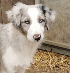 Australian Shepherd mini gesund reinrassig