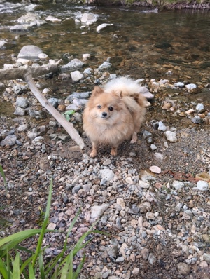 Pomeranian Zwergspitz 