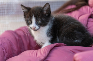 Katzenbabys, Kätzchen (verm. maine coon mix)