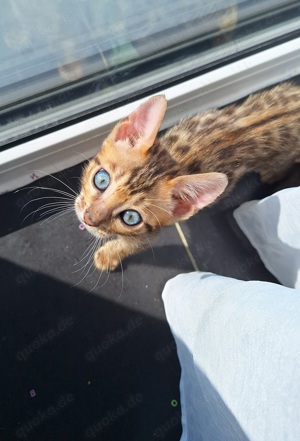 zuckersüße Bengal Kitten