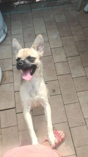 Chuky 1,5 Jahre Chihuahua Mix sucht eine Familie