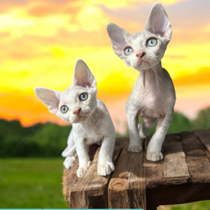 Devon Rex Kitten Auszugsfertig geimpft gechipt 12 Wochen  alt 