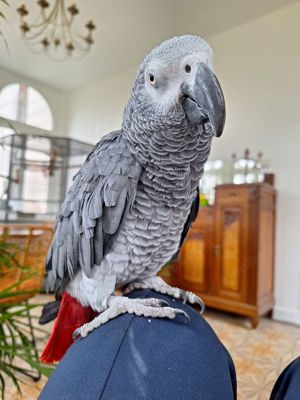 Graupapageienmännchen (20 Jahre alt) in liebevolles Zuhause abzugeben 