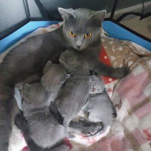 Chartreux   Kartäuser Kätzchen