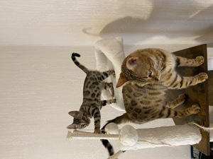 Bengal Kitten abgabebereit 