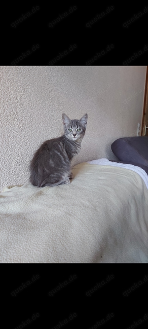 Maine Coon Mix Babys