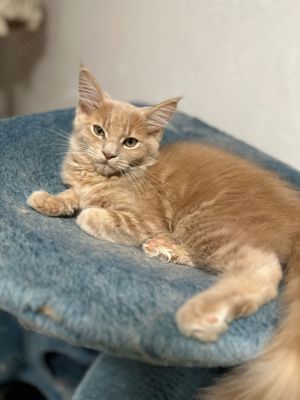 Zuckersüsse Maine Coon Kitten  