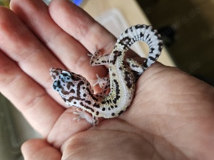 Leopardgecko Männchen Mack snow ghost het.TA 