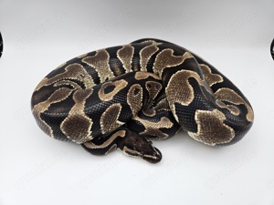  0.1 Gravel het Piebald 1400g Sub-Adult Königspython Python Regius Schlange