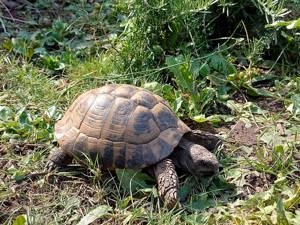 Griechische Dalmatische  Landschildkröte  männlich