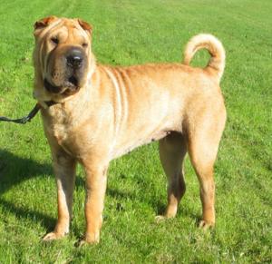 Shar Pei Hündin, darf bei uns einziehen