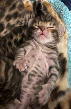 Bengal kitten mit stammbaum 