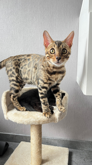 Bengal Kater und Katze