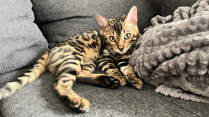 Bengal Kater und Katze