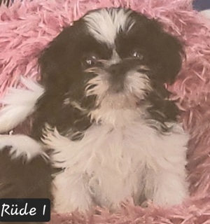 Shih Tzu Welpen mit Ahnentafel 