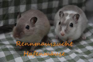 Zahme mongolische Rennmäuse vom Züchter ( Rennmaus Gerbil Gerbils Wüstenrennmaus Wüstenrennmäuse )