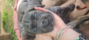 Reinrassige Cane Corso Welpen zu verkaufen!