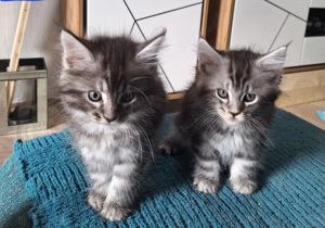 Maine Coon Kitten suchen ein neues Zuhause preis 500 