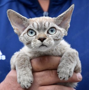 Devon Rex Kitten , reinrassig mit Stammbaum