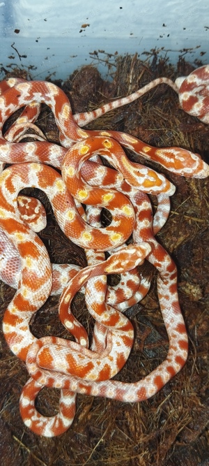 Albino Kornnattern NZ 07 24