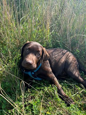 Labrador Welpen mit Papiere - Abgabebereit !!