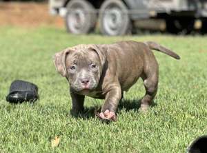 American Bully