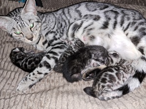 Atemberaubende Bengal Kitten aus seriöse Zucht 