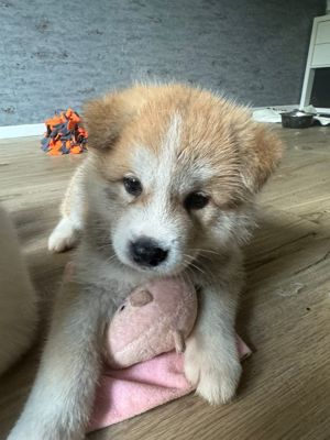 Akita Inu Welpen ab 15.10.24 