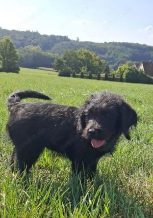 Wunderschöne Labradoodle Welpen F1 medium