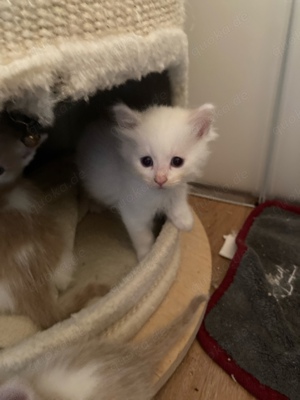 Katzenbabys Ragdoll BKH Mix Kitten