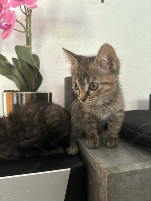 Kitten suchen ein liebevolles Zuhause