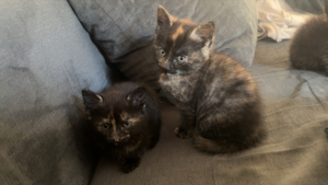 unser 2 baby katzen suchen neues zuhause