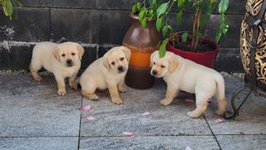 Labrador Welpen Reinrassige 