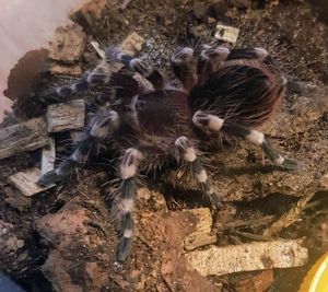 Acanthoscurria geniculata  