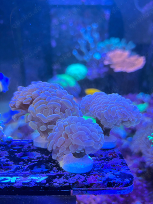 Fimbriaphyllia Golden Nugget