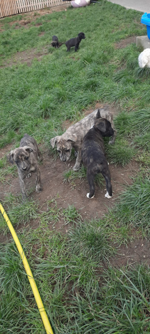 Rasselbande Welpen von der Strasse Bulldoggen Mix Dackel Mix