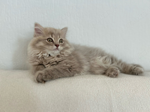 BKH American shorthair