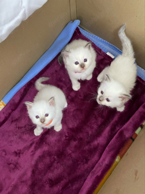 3 wunderschöne Reinrassige Heilige Birma Kitten Weibchen