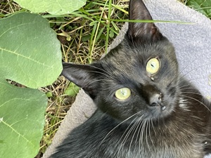 Katzenfreunde für Leni, Max und Paul gesucht