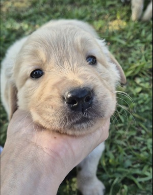 Golden Retriever Welpen 