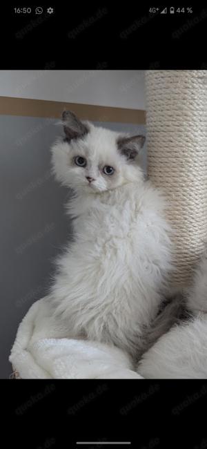 Selkirk Rex Kätzchen ähnlich BKH