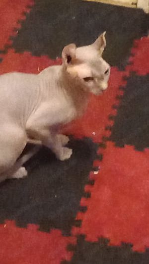 Sphinx Kater kastriert 