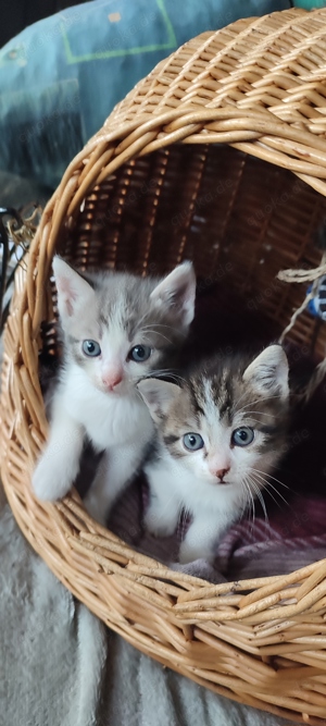 Katzenbabys Heilige Burma  11 Wochen  jung!