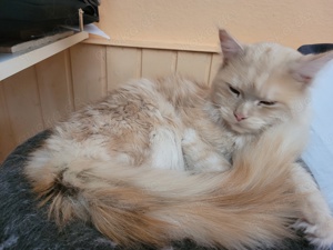 Maine coon kater 