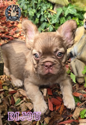 2 von 6 zuckersüßen & super flauschigen Französische Bulldoggen Welpen (Fluffys) suchen ein Zuhause