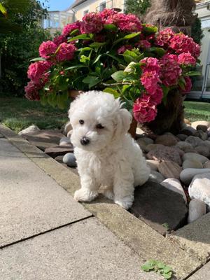 Bologneser Welpen reinrassig ähnlich wie Malteser, Bichon Frise, Bolonka