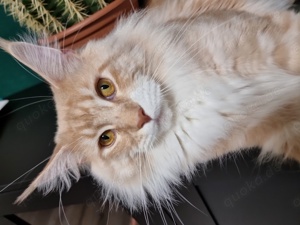 Reinrassige Maine Coon Kater