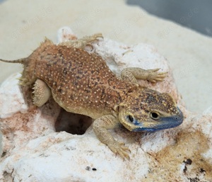 1.1xenagama taylori Biberschwanzagame 