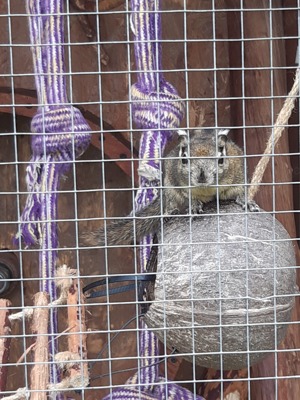 Chinesische Streifenhörnchen 