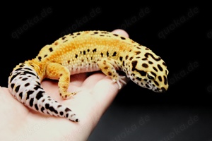 Leopardgecko Pärchen Männchen Weibchen